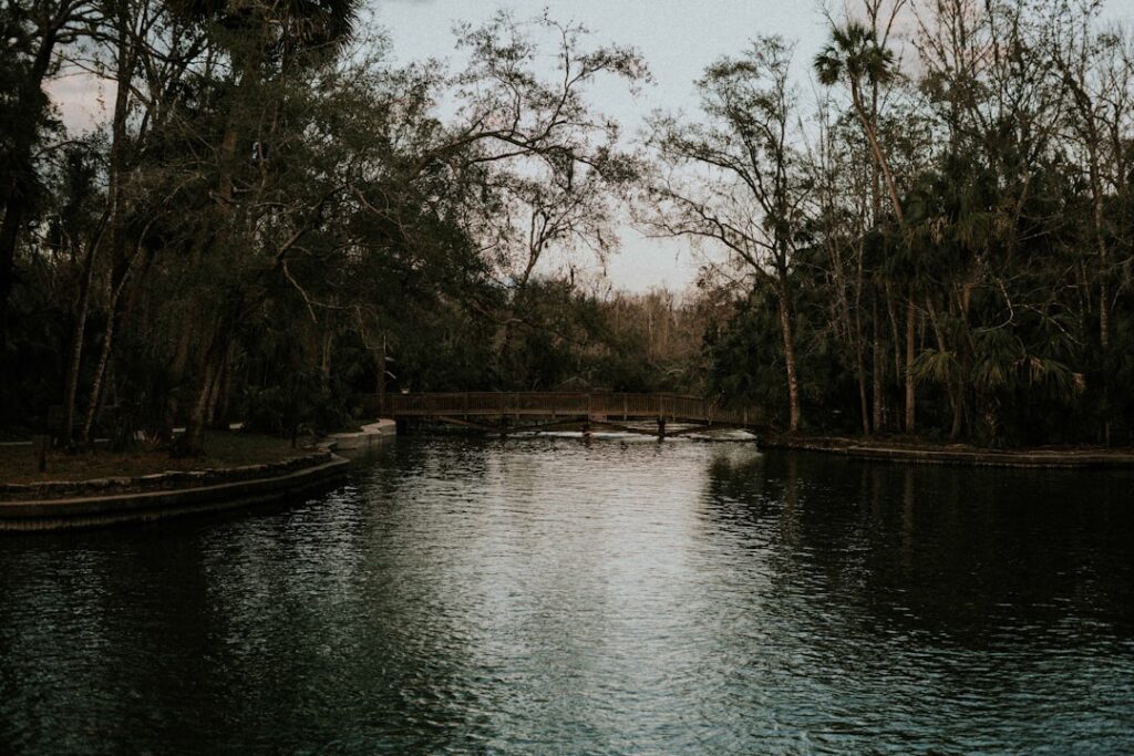 green trees near body of water