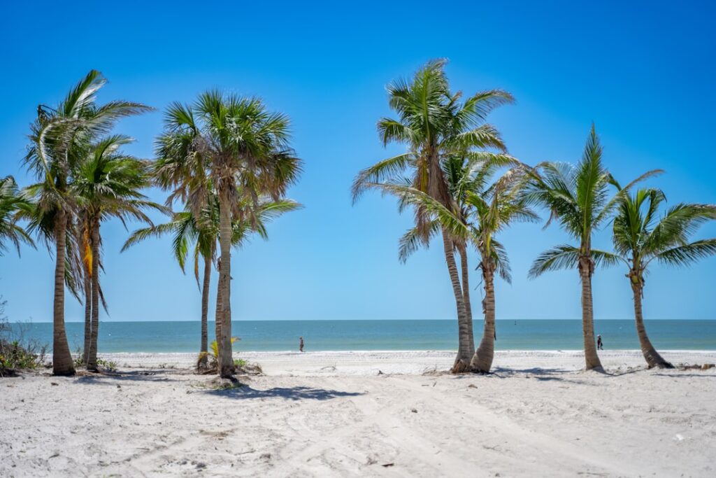 a beach with palm trees and a person in the distance