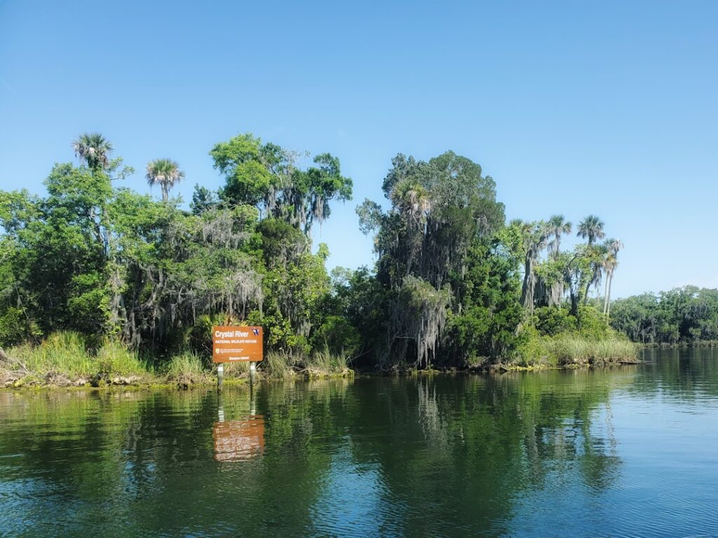 Where to See Manatees in Florida: A Complete Guide