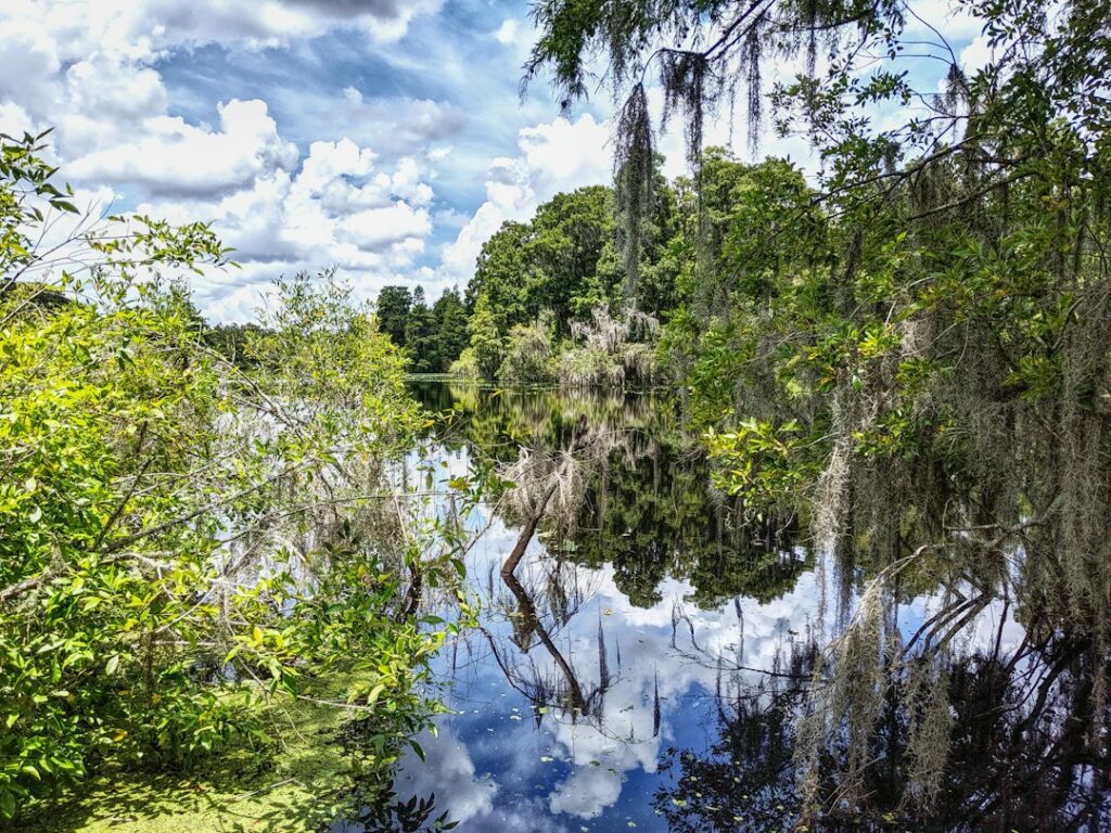 green-leafed trees near body of water