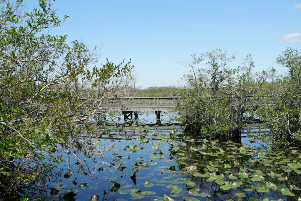 Wooden boardwalk over a calm swamp with lily pads
