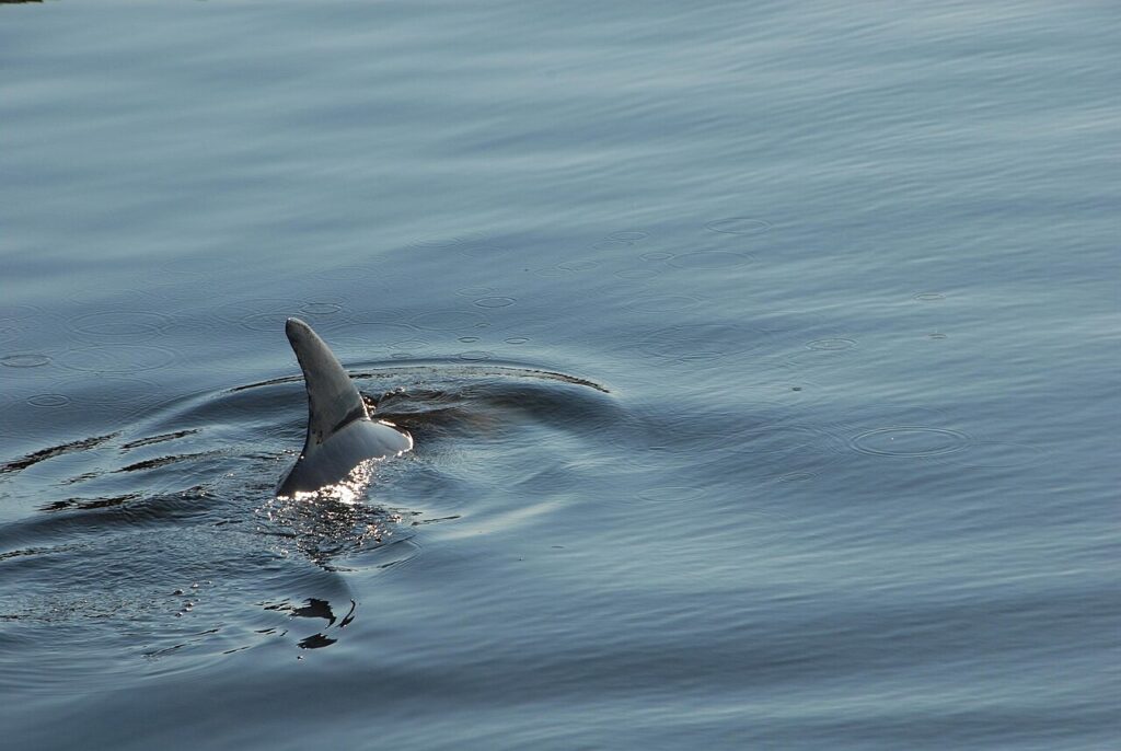 A dolphin swims through the water in the Launch Complex 39 Area turn basin at NASA’s Kennedy Space Center in Florida on Nov 6, 2007 (making-ripples).jpg